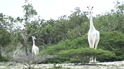 Girafe albe, surprinse pentru prima dată într-un videoclip [VIDEO]