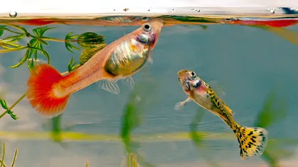 Peștii au personalitate, la fel ca oamenii, chiar dacă nu-i ajută prea mult