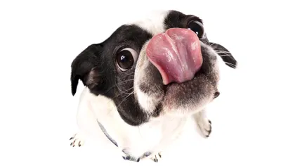 Câinele tău te manipulează, deși sigur nu-ți dai seama