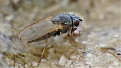 VIDEO Cum reușesc muștele să aterizeze cu capul în jos, pe tavan