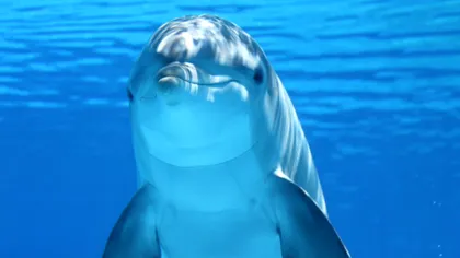 Descoperirea despre delfini care îți arată că se poartă fix ca oamenii