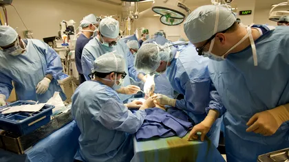 Organele porcilor ne vor salva viața în viitor