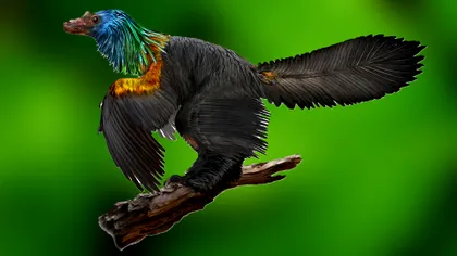 Dinozaurul „curcubeu” oferă explicații despre păsările moderne