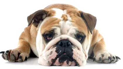 Câinii și oamenii au în comun un sentiment, deși nu e dintre cele mai bune