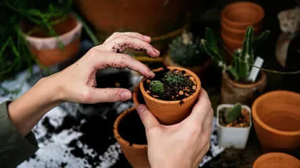 Oamenii de știință au aflat ce simt plantele (dacă voiai să știi)