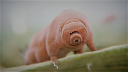 Noi specii de tardigrade au fost descoperite într-o parcare