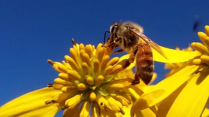 Impactul major pe care radiațiile de la Cernobîl l-au avut asupra albinelor