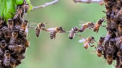 Coloniile de albine sunt asemănătoare cu neuronii creierului uman