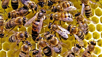 De când interzice UE folosirea pesticidelor care ucid albinele