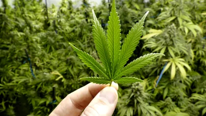 Fumatul de canabis nu duce la schizofrenie, deși poate ți s-a zis asta