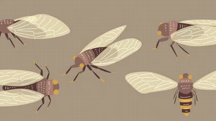 Studiul care demonstrează cum și de ce au apărut aripile insectelor