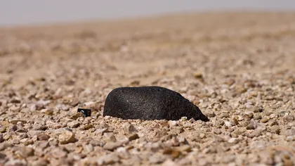 Descoperire neobișnuită într-un meteorit prăbușit pe Pământ în urmă cu 100 de ani