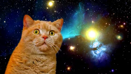 Iluzia virală care a înnebunit internetul: două nume și un singur sunet