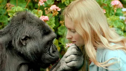 Koko, gorila care a dovedit că umanitatea nu e doar pentru oameni