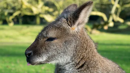 Cangurii din Australia par să fie beți și există un motiv trist pentru asta