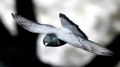 „Porumbeii” sunt cea mai nouă metodă de spionaj chinezesc