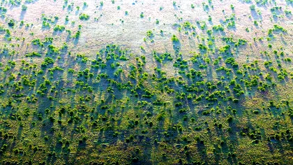 Soluția ideală a statelor Africii de a scăpa de deșert, care ar trebui analizată și în România