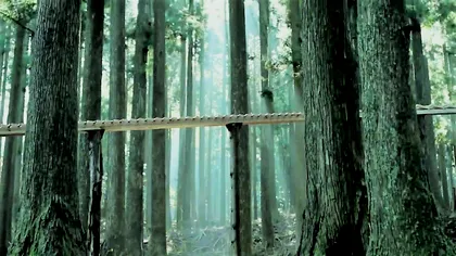 Invenția genială a japonezilor care face din orice pădure o sală de show