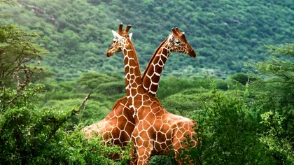 Raport devastator despre planetă: câte animale au dispărut în ultimii 40 de ani