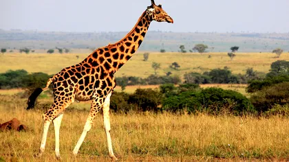 Cum a ajuns să fie girafa un animal pe cale de dispariție