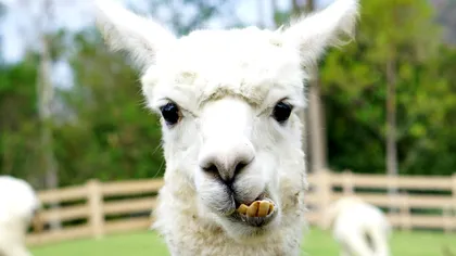 Descoperirea miraculoasă care poate da un vaccin anti-gripal universal