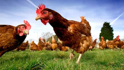 Revoluție în medicină: găinile care fac ouă bune de folosit în tratamente anti-cancer