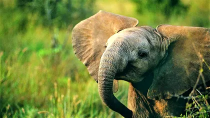 Ce nu știai despre trompa elefantului și cât de fascinantă e