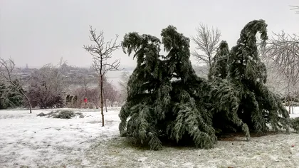 Ce sunt cutremurele de gheață, fenomenul care îi îngrozește pe oameni