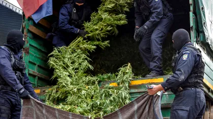 Legalizarea canabisului în România, mai probabilă ca niciodată: ce include proiectul de lege din Parlament