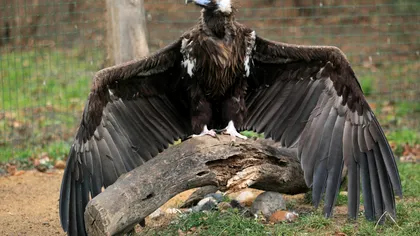 După aproape un secol, vulturul pleșuv a revenit în România: cum a fost posibil
