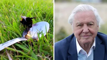 Cum salvezi albinele de la extincție: soluția simplă, propusă de David Attenborough