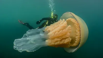 Imaginea unei meduze gigant, virală: de ce este atât de specială