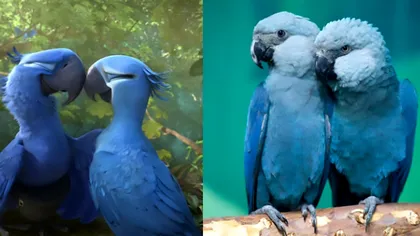Papagalul albastru care a inspirat animația Rio, dispărut: a fost victima încălzirii globale