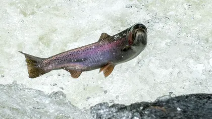 Statistica despre poluare care îți taie respirația: câte vietăți au dispărut în ultimii 42 de ani