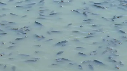 La Galați, încălzirea globală a omorât mii de pești: cât de gravă este situația