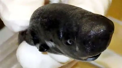 În premieră, a fost descoperit un rechin care strălucește în întuneric: de ce este special