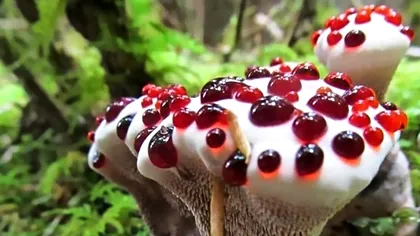Ciuperca ce pare să plângă cu sânge îți arată cât de fascinantă este natura