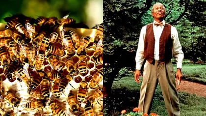 Morgan Freeman s-a apucat de apicultură, pentru a preveni dispariția albinelor