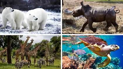 Raportul ONU care confirmă dispariția a un milion de specii, din cauza oamenilor