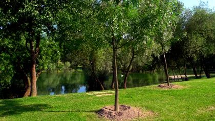 Cel mai ambițios proiect pentru protecția mediului: vor să planteze sute de milioane de copaci