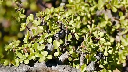 O plantă minune procesează cea mai mare cantitate de dioxid de carbon: unde se găsește