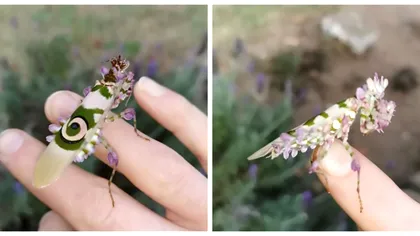 Gândacul prea frumos să fie adevărat: cum se numește specia spectaculoasă
