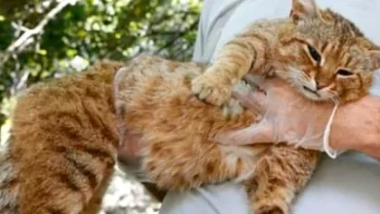 Există o nouă specie de feline în Europa: „pisica-vulpe”