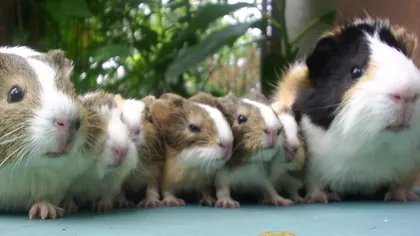 Protecția animalelor, dusă la extrem: legea care te obligă să nu ai un singur porcușor de guineea