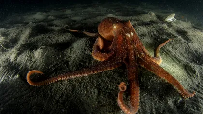 VIDEO Caracatița care își schimbă culoarea pare să viseze: cât de spectaculos e fenomenul