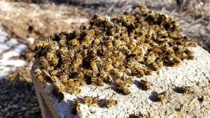 Coloniile de albine sunt pe moarte, dar o ciupercă ar putea salva câteva milioane