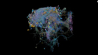 Ce ne arată cea mai detaliată hartă a conexiunilor din creier