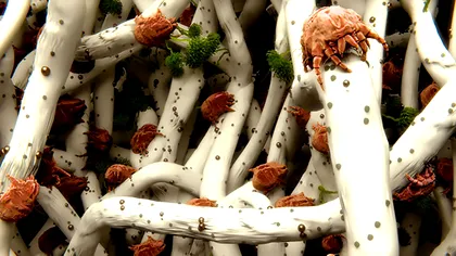 Ce se întâmplă dacă nu îți speli cearșafurile: avertismentul științific s-ar putea să te sperie