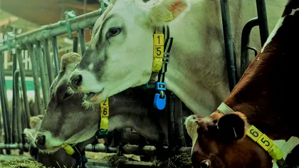 Huawei a folosit vacile din Elveția pentru tehnologia 5G și nu e o glumă