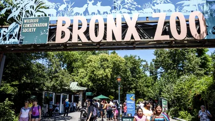 Primul caz la animale, o felină. Nu se credea că este posibil: cine a fost infectat